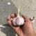 金乡紫皮大蒜2025新蒜6.0-6.5
