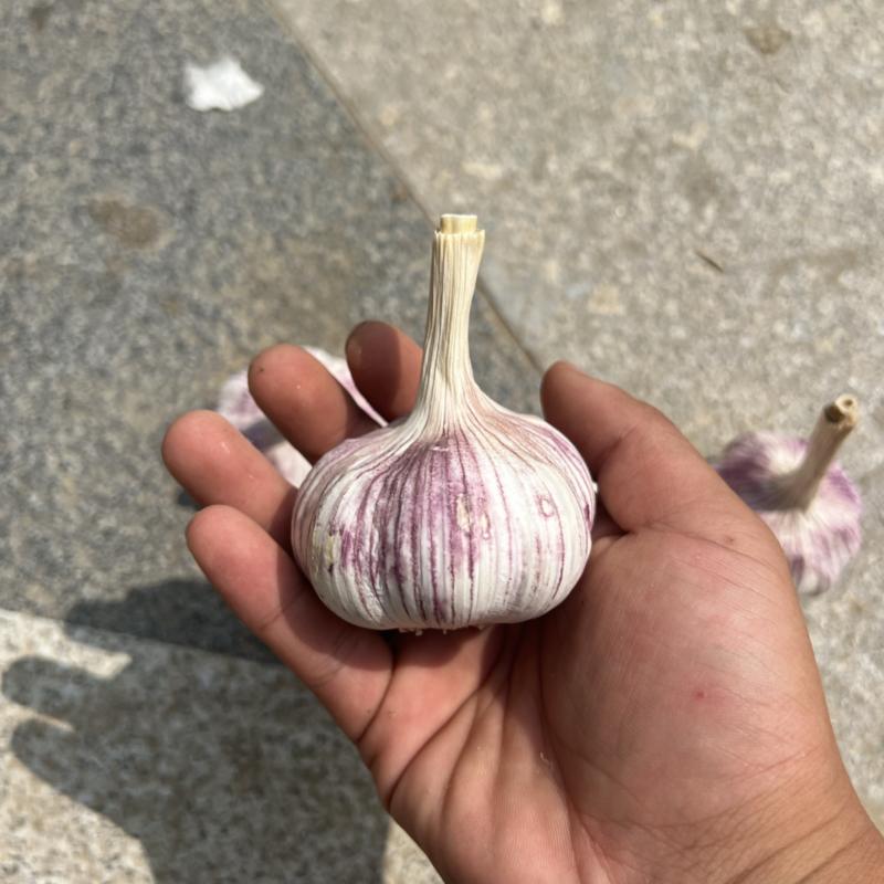 金乡紫皮大蒜2025新蒜6.0-6.5