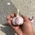 金乡紫皮大蒜2025新蒜6.0-6.5
