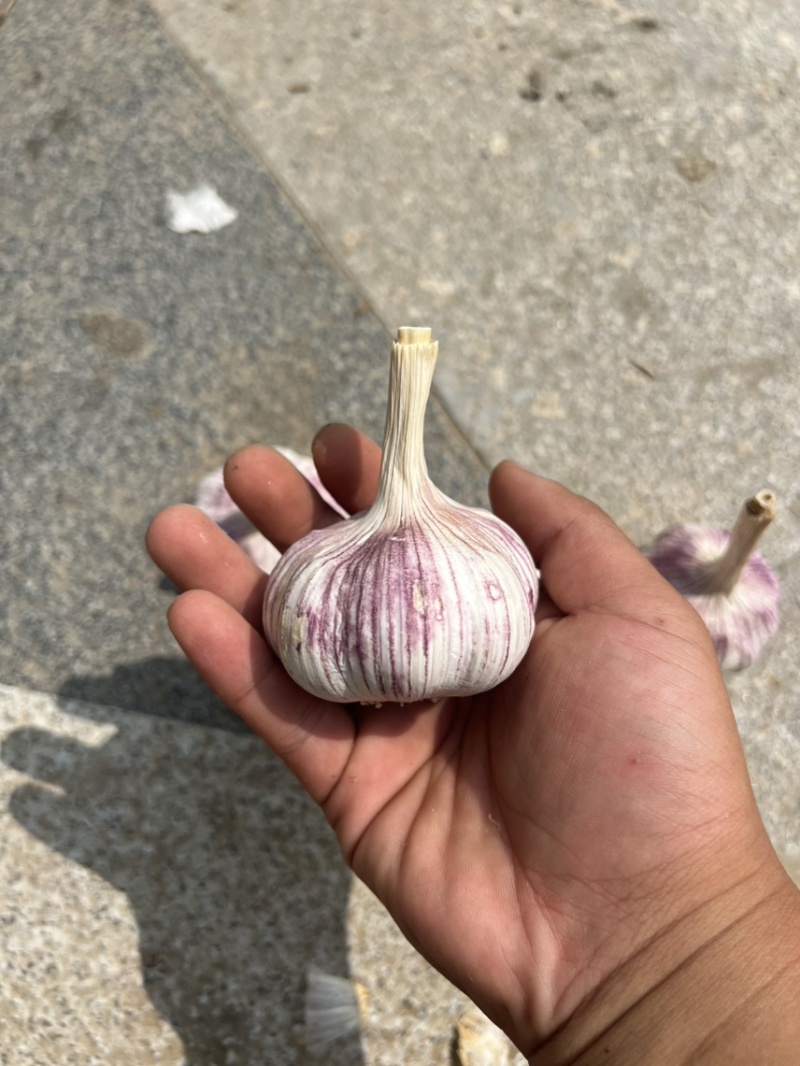 金乡紫皮大蒜2025新蒜6.0-6.5