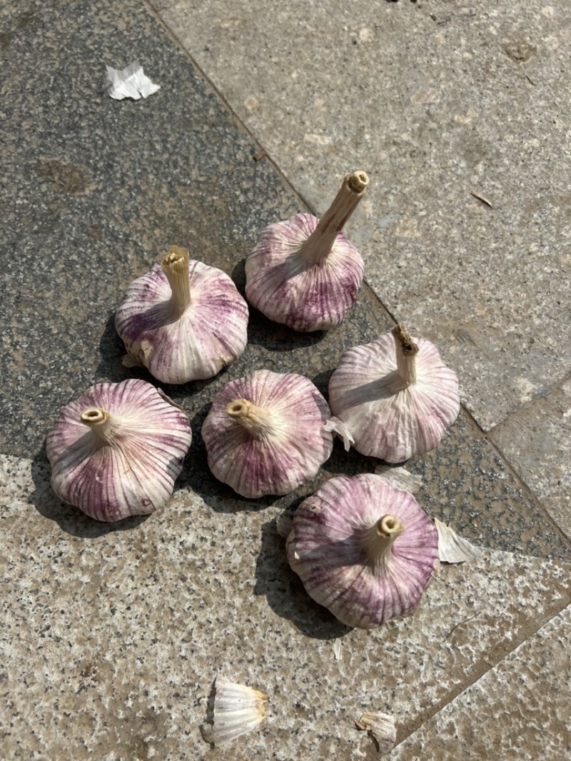 金乡紫皮大蒜2025新蒜6.0-6.5