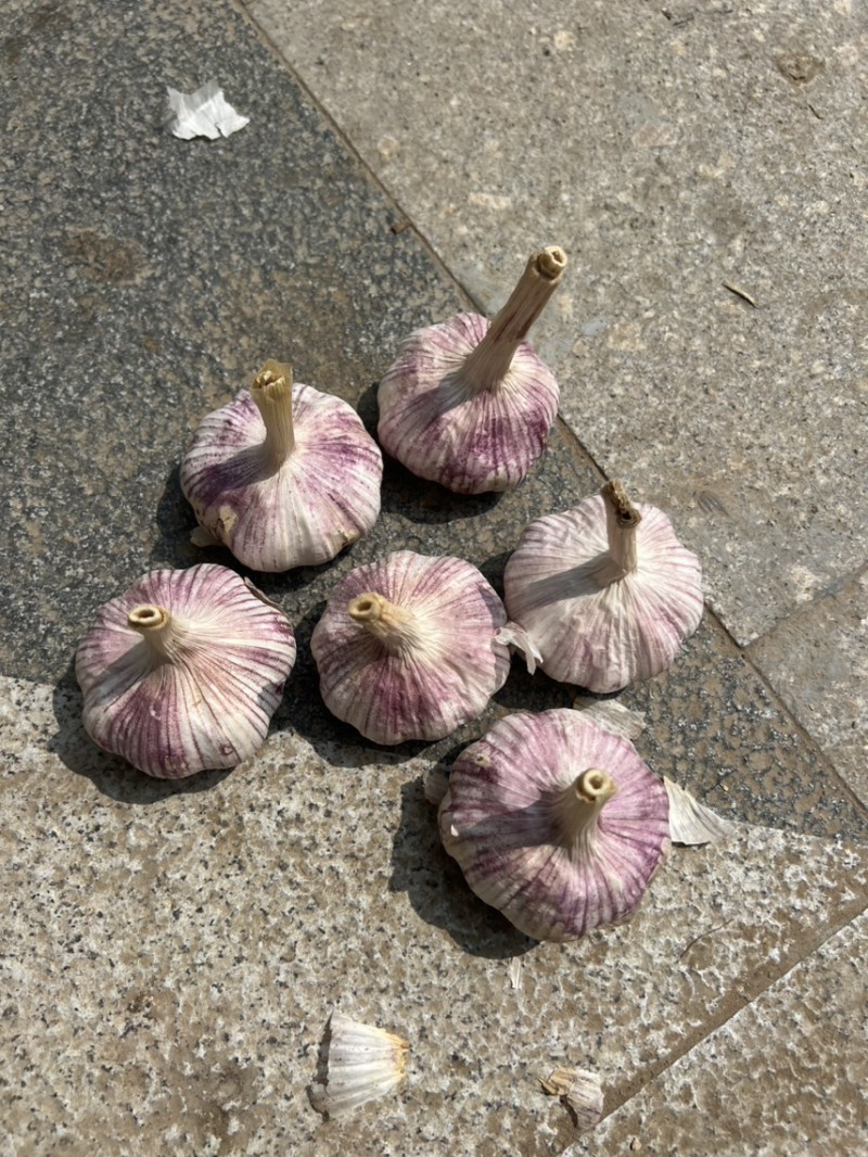 金乡紫皮大蒜2025新蒜6.0-6.5