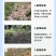 桉树肥18-6-12现货36%硼锌实标丰产桉树复合肥批发