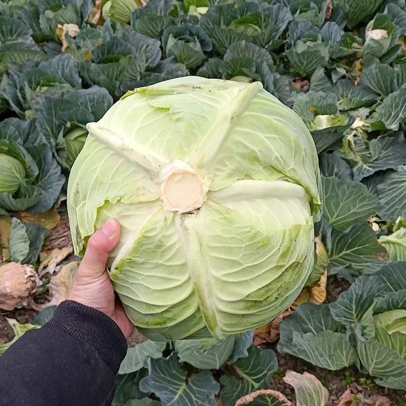 湖北天门圆包菜，产区直发，上午采摘，下午发车
