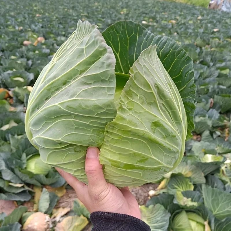 湖北天门圆包菜，产区直发，上午采摘，下午发车
