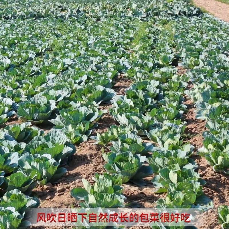 湖北天门圆包菜，产区直发，上午采摘，下午发车