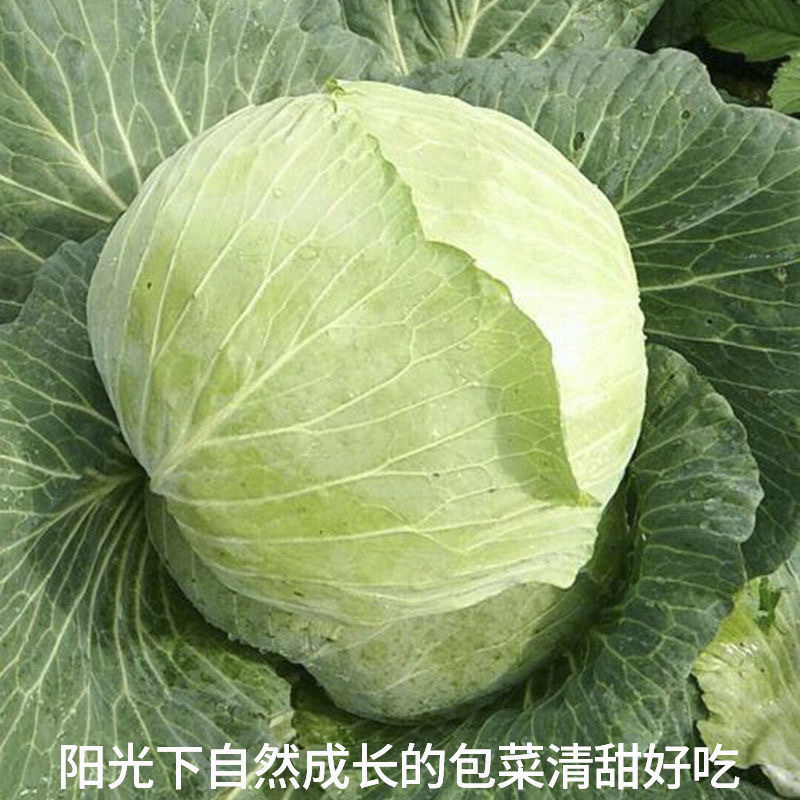 湖北天门圆包菜，产区直发，上午采摘，下午发车