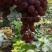 永清沙土地普通，刚刚上市，品相好，果干净