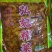 榨菜下饭菜涪陵榨菜地摊商用红油榨菜