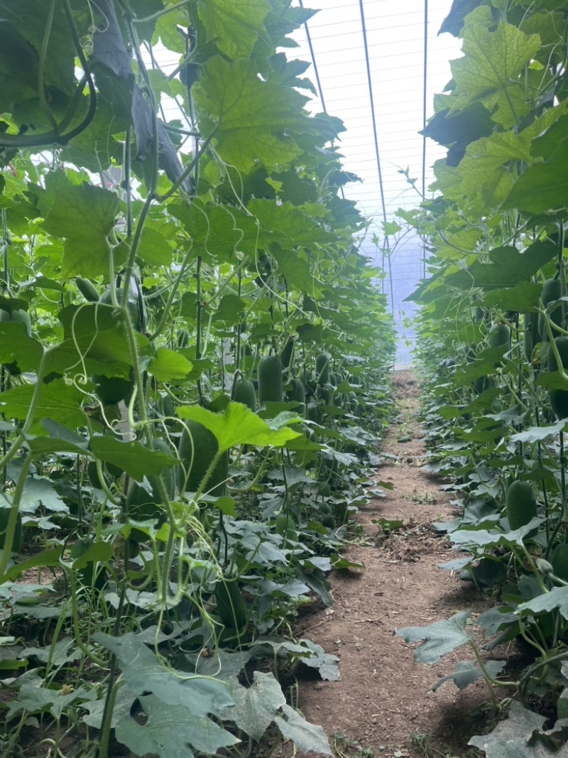 山东青州冬瓜大量上市，各种规格的都有，全国发货