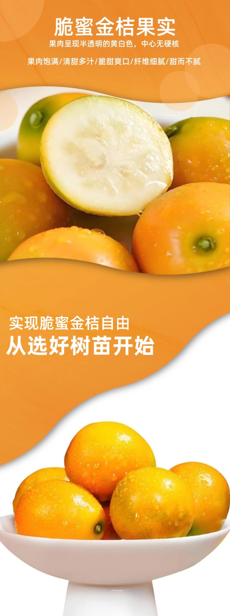 脆蜜金桔苗基地直发嫁接苗裸根苗杯苗种植基地苗圃批发树苗