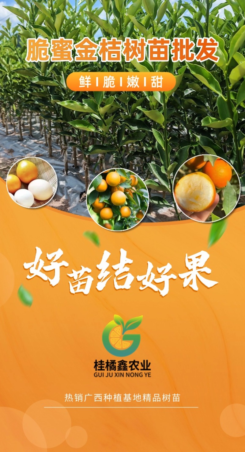 脆蜜金桔苗基地直发嫁接苗裸根苗杯苗种植基地苗圃批发树苗