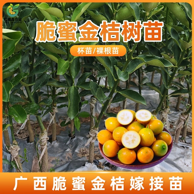 脆蜜金桔苗基地直发嫁接苗裸根苗杯苗种植基地苗圃批发树苗