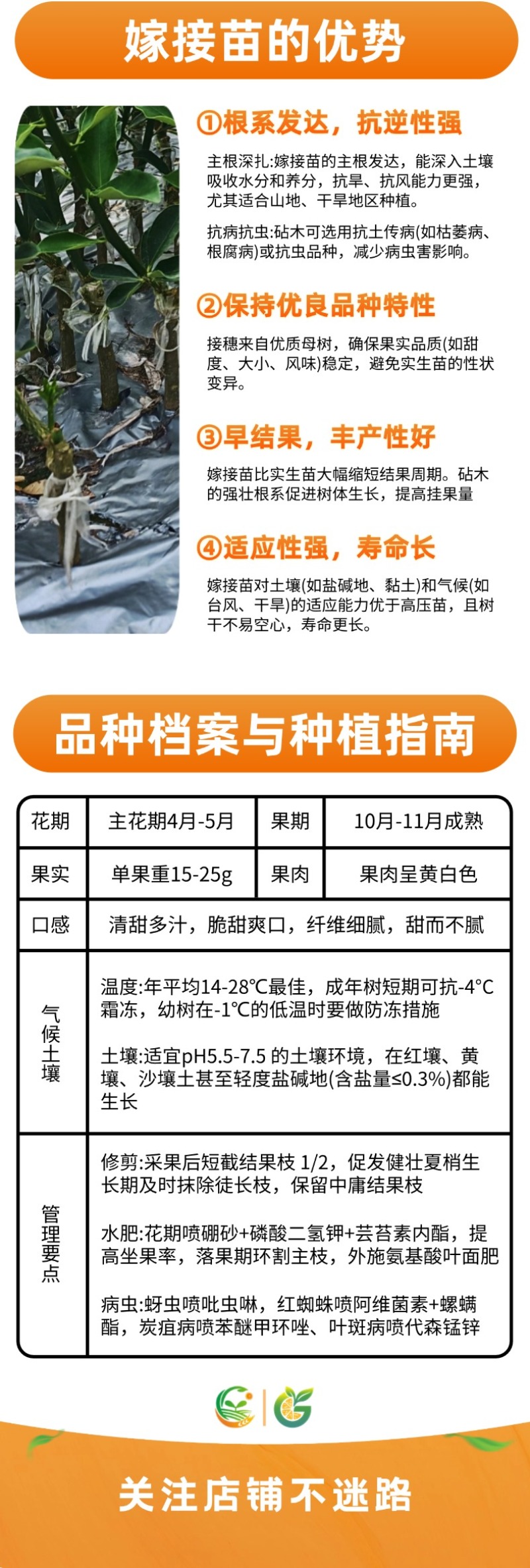 脆蜜金桔苗基地直发嫁接苗裸根苗杯苗种植基地苗圃批发树苗