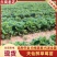 安徽阜阳奶油草莓苗天仙醉品种齐全价格优惠提供技术支持