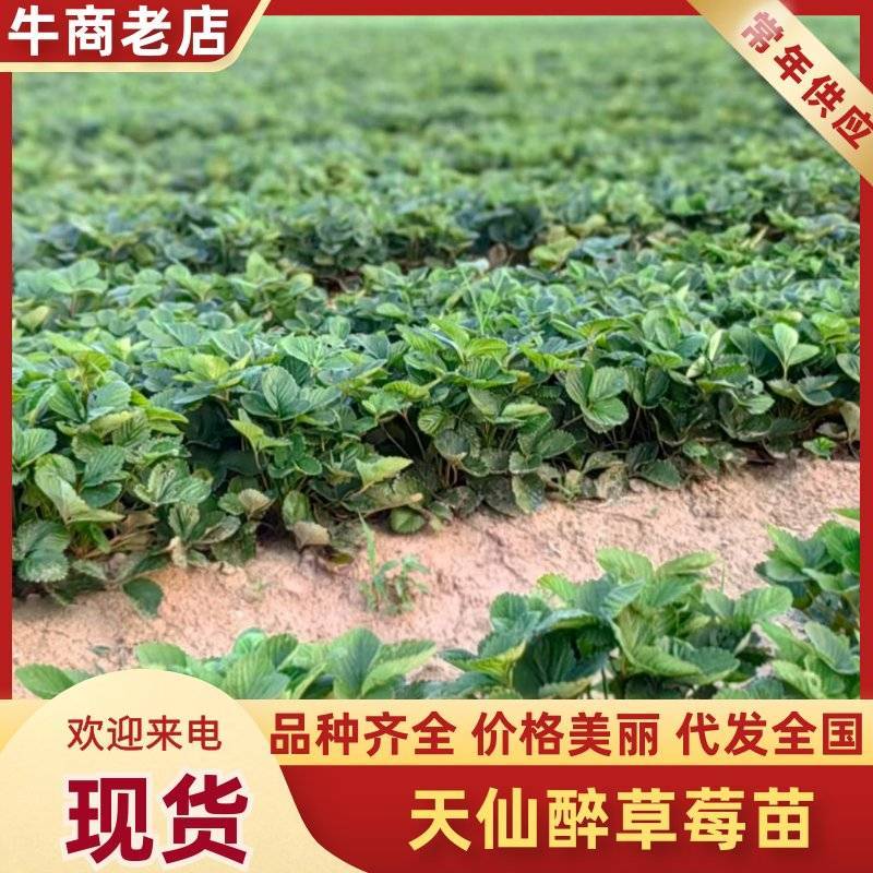 安徽阜阳奶油草莓苗天仙醉品种齐全价格优惠提供技术支持