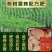 广西桉树大颗粒控释肥20-10-16高含量46%保水省工