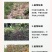 广西桉树大颗粒控释肥20-10-16高含量46%保水省工