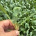 有机花菜苗/松花菜苗大量有货品质优存活率高基地直供