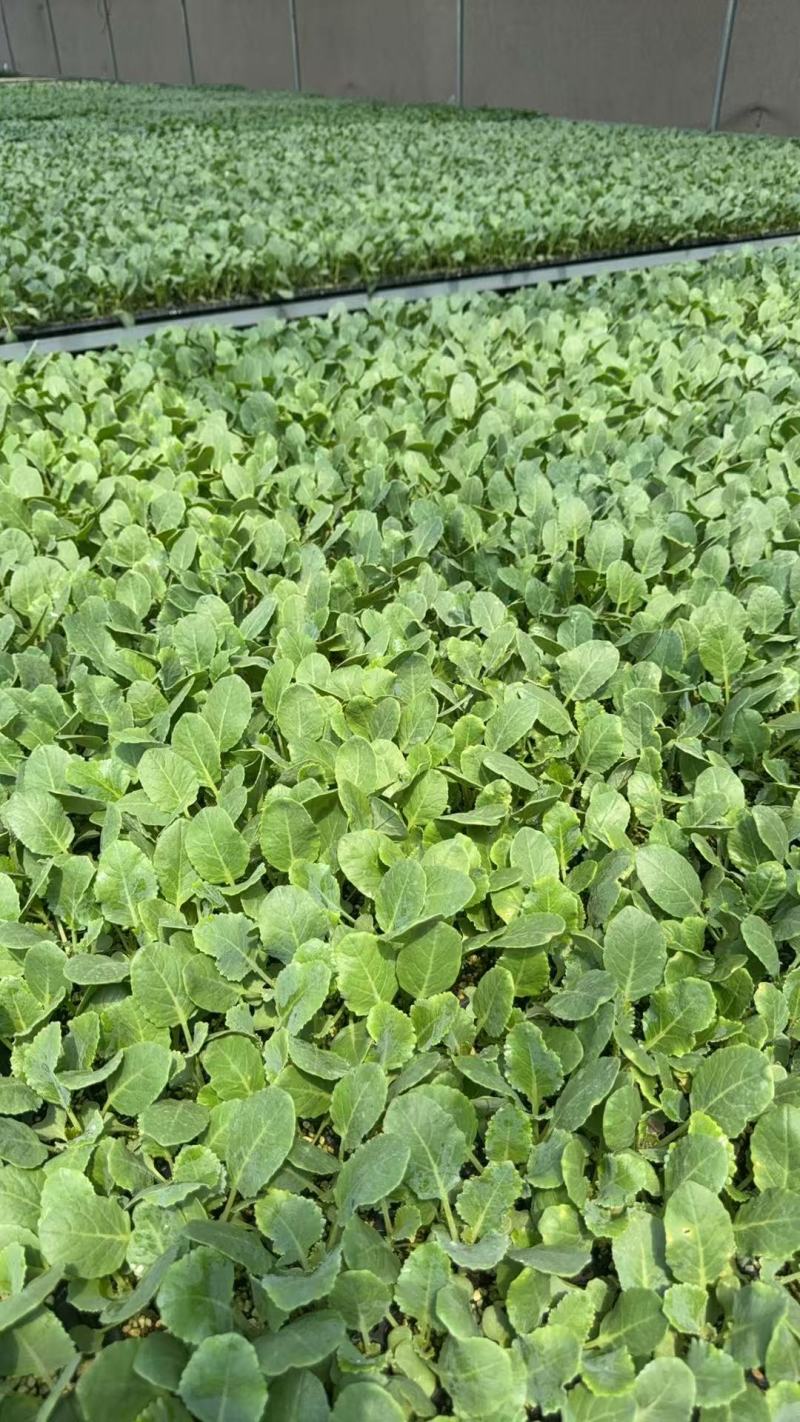 有机花菜苗/松花菜苗大量有货品质优存活率高基地直供
