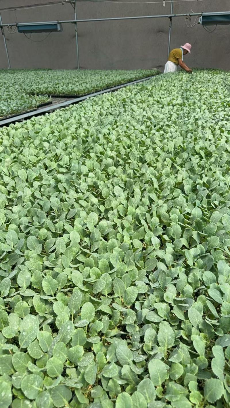 有机花菜苗/松花菜苗大量有货品质优存活率高基地直供