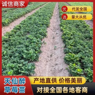 安徽天仙醉无病害草莓苗根部粗壮毛根多成活率高生长快发全国