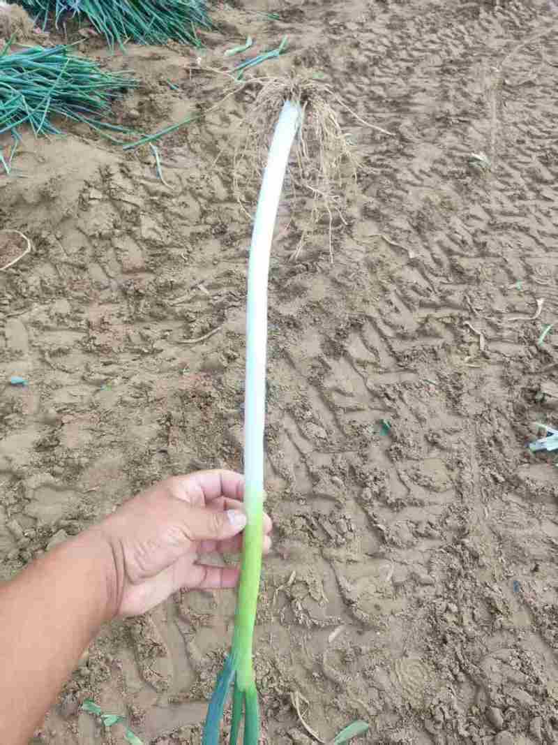 《河北长白大葱》河北大葱/精选长白大葱/葱白45日出2千斤