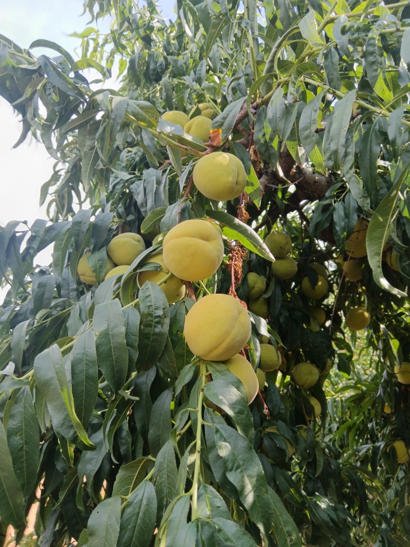 山东加工厂罐头黄桃，产地一手货源大量现货供应对接全国各地