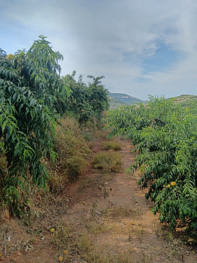 山东加工厂罐头黄桃，产地一手货源大量现货供应对接全国各地
