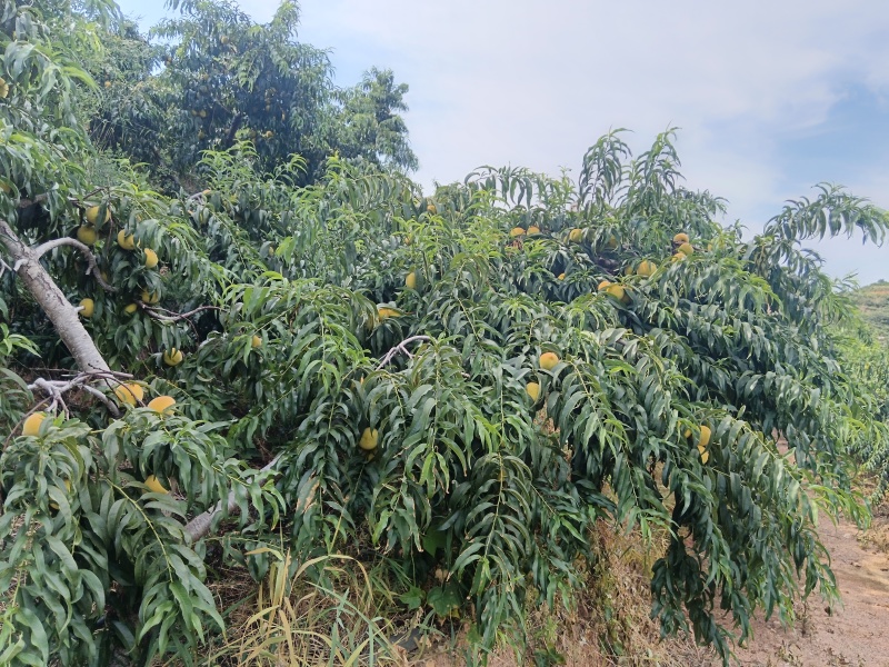 山东加工厂罐头黄桃，产地一手货源大量现货供应对接全国各地