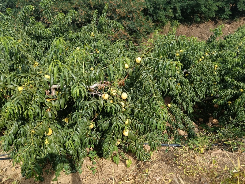 山东加工厂罐头黄桃，产地一手货源大量现货供应对接全国各地