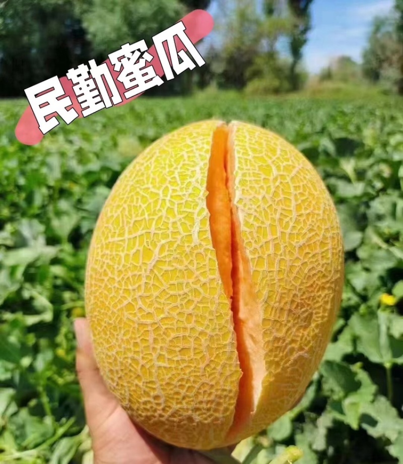 甘肃民勤哈密瓜金色年华包熟包甜万亩基地持续供应