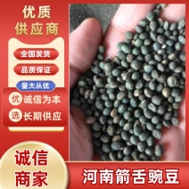 河南黑豌豆(箭舌豌豆)产地直供，全国无死角代收代卖