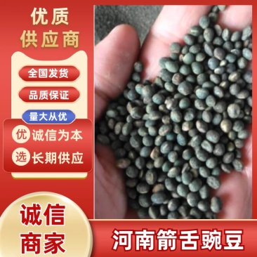 河南社旗县黑豌豆俗称箭舌豌豆，量大从优，产地直发货源充足