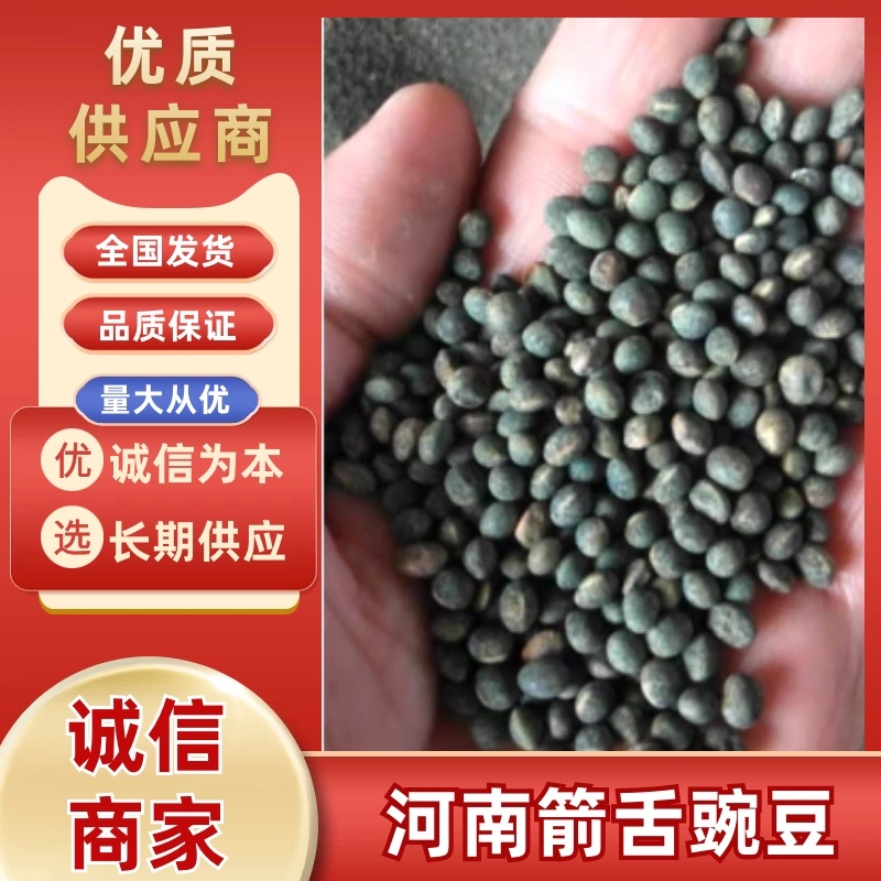 河南社旗县黑豌豆俗称箭舌豌豆，量大从优，产地直发货源充足