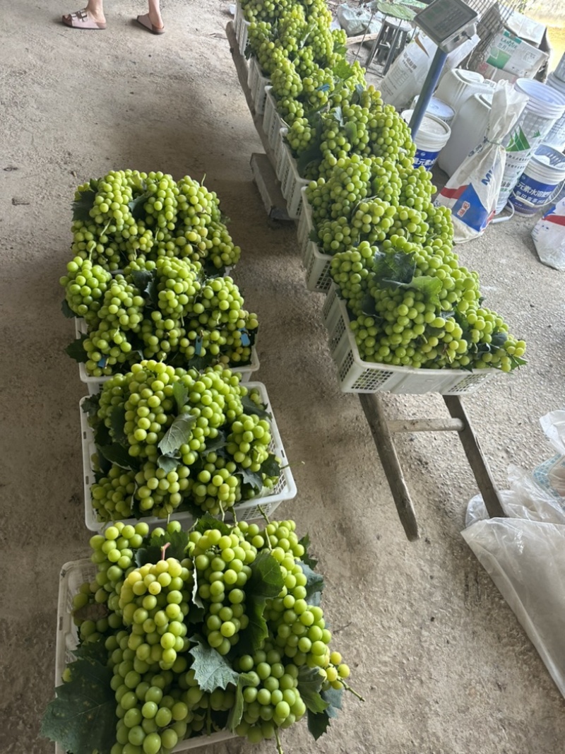 阳光玫瑰纯甜底糖16个颜色发黄自家基地