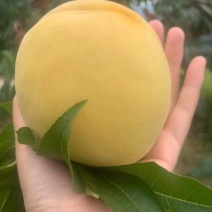 锦绣黄桃