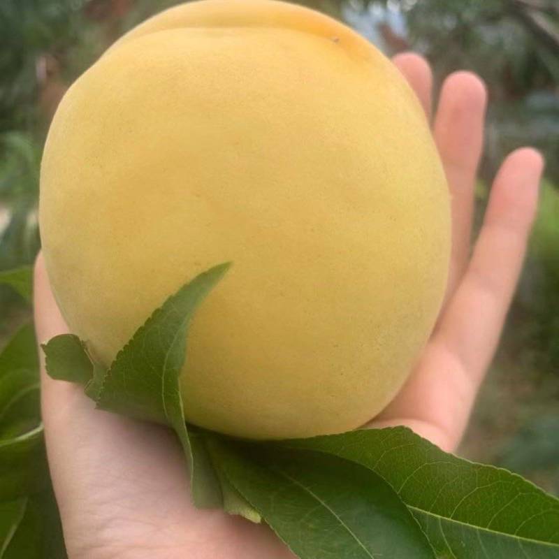 锦绣黄桃