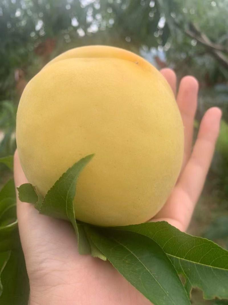 锦绣黄桃