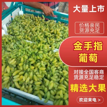 金手指葡萄各种葡萄大量上市，测糖20糖以上欢迎联系。