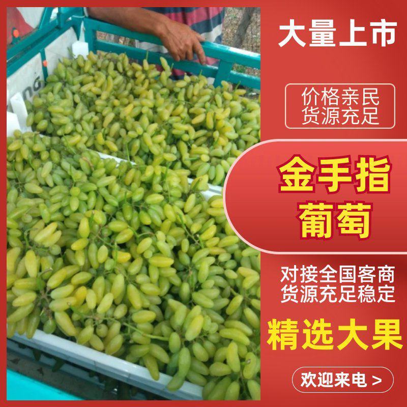 金手指葡萄各种葡萄大量上市，测糖20糖以上欢迎联系。
