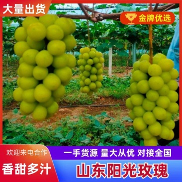 山东青岛莱西精品阳光玫瑰大量上市糖度高硬度大欢迎联系