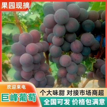 大棚精品水果巨峰葡萄大量上市果美口甜欢迎新老客户联系