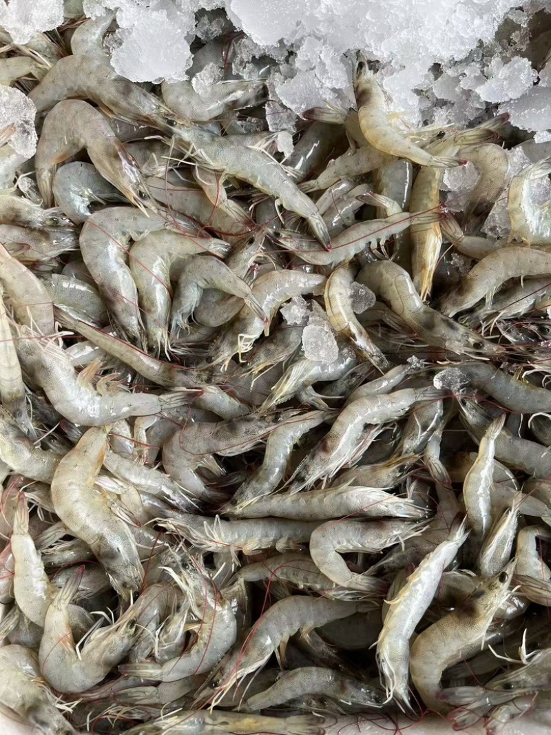 原汁无泡发虾仁新鲜片冻虾仁商用厂家批发