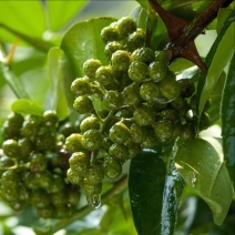 精品青花椒，颜色好质量优，常年供应，山东。欢迎进店选购