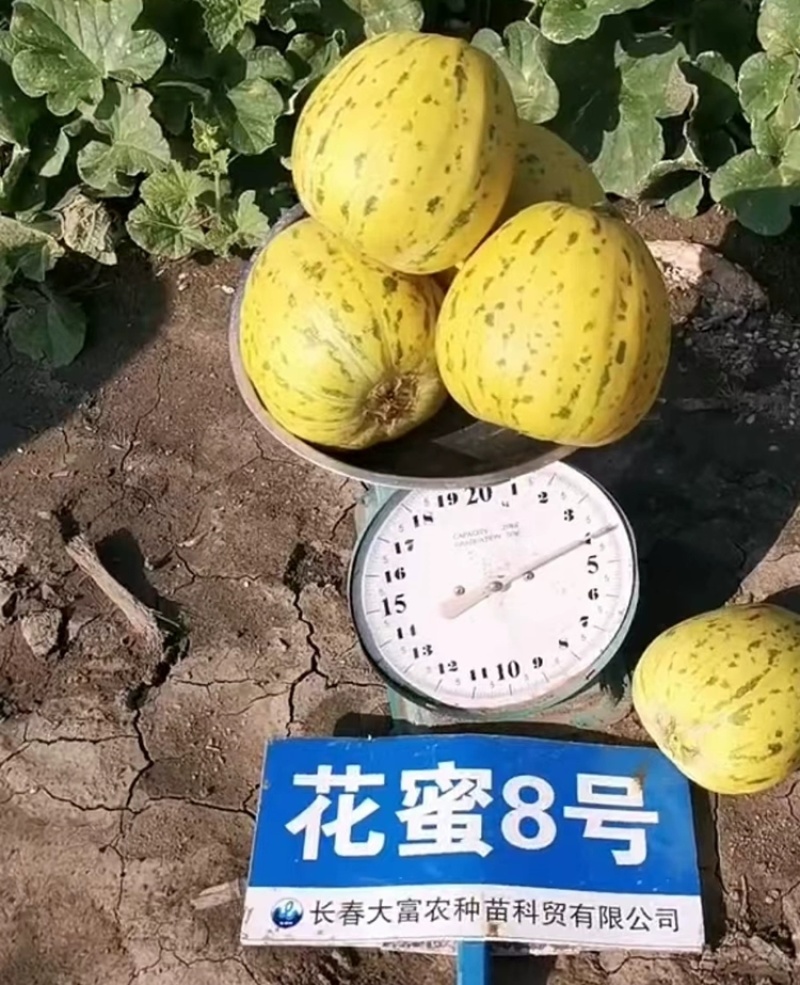 花蜜8号杂交高糖甜瓜种子豹点黄花绿肉金黄大果甜瓜香瓜种籽