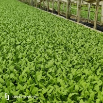 油麦菜苗
