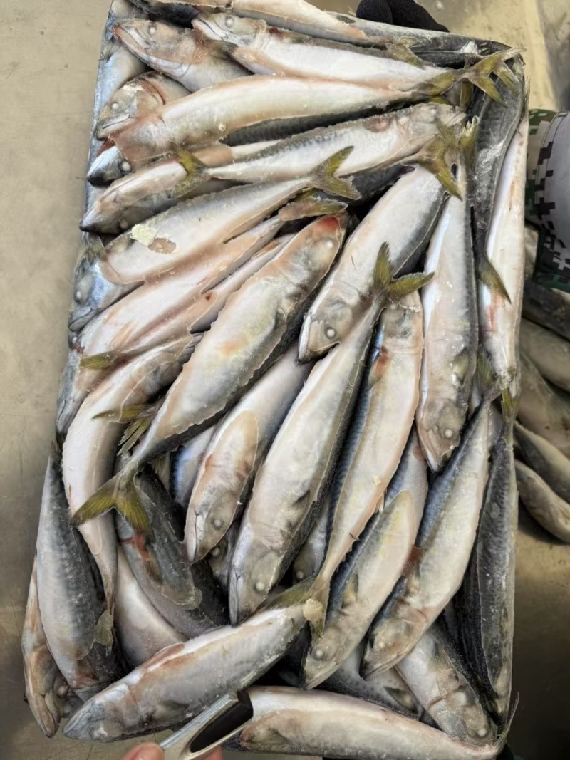 鲐鲅鱼（青占鱼）