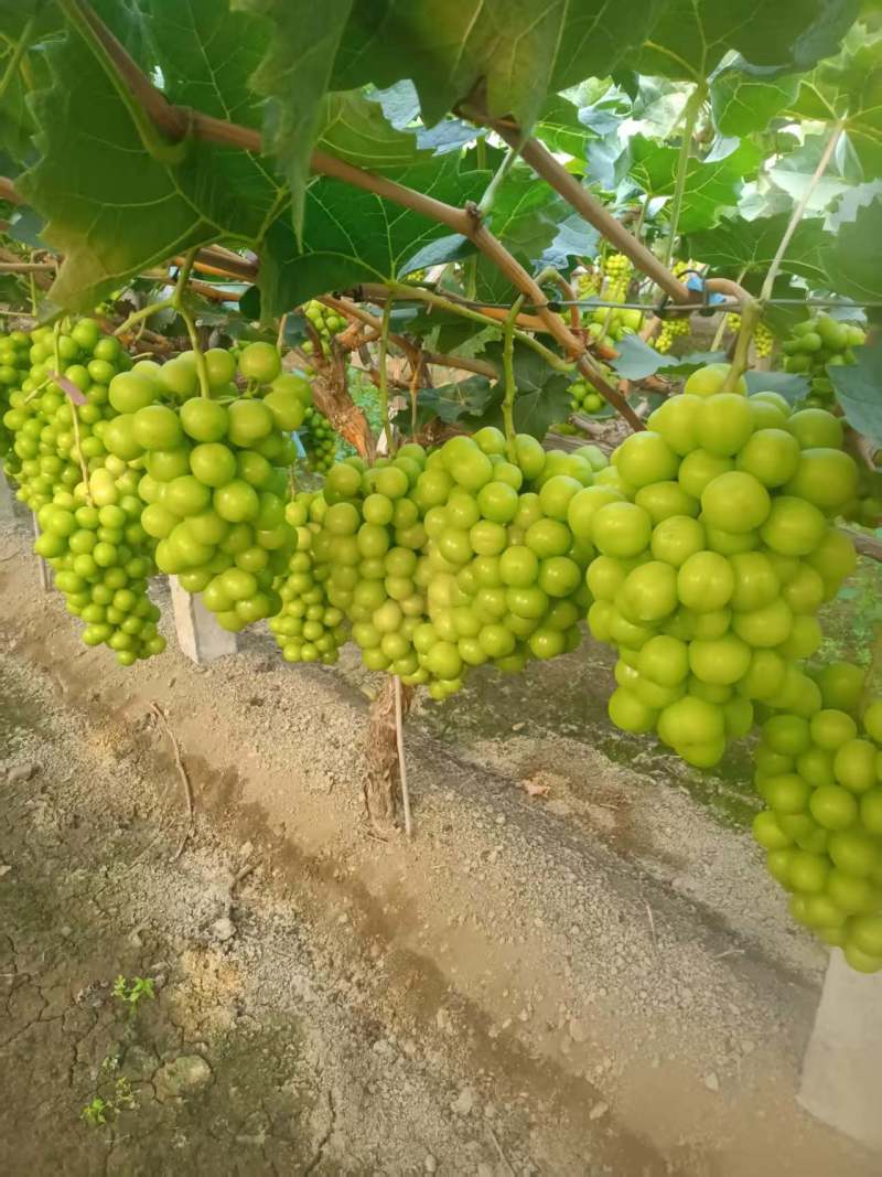 阳光玫瑰葡萄，晴王葡萄，绿葡萄