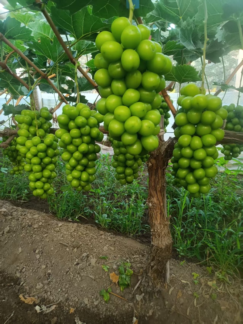 阳光玫瑰葡萄，晴王葡萄，绿葡萄